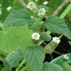 Des images de diffrentes plantes